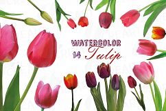 Tulip watercolor clip art pack, watercolor tulip design Product Image 1