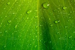 green leaf with drops Product Image 1