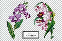 Vintage Flower Illustrations - Vol 1 Product Image 7