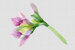 Purple amaryllis PNG watercolor flower set Product Image 6