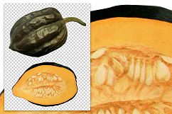 Table Queen Squash - Vintage Illustration Product Image 2