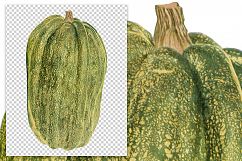 Squash - Vintage Illustration Product Image 2