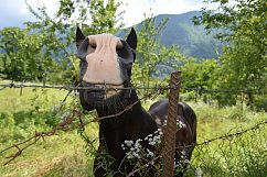 12 Nature and horse photos Product Image 10