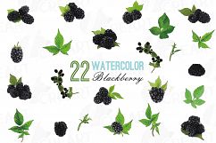 Watercolor Blackberry, branch and leaves clip art pack Product Image 1