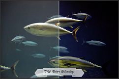 Underwater Fix Profiles for LR 7.3 &amp; ACR 10.3 Product Image 4