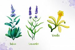 Watercolor Herbs Product Image 6