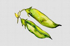 Pea seed vegetables PNG watercolor set Product Image 5