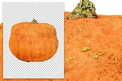Pumpkin - Vintage Illustration Product Image 2