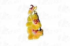 Colourful orchids watercolor clip art pack, leaves, flowers Product Image 7