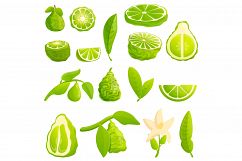 Bergamot icons set, cartoon style Product Image 1