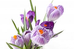 Snowdrop crocus flower in snow Product Image 1