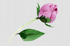 Tender pink peony PNG watercolor set Product Image 7