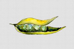 Pea seed vegetables PNG watercolor set Product Image 3