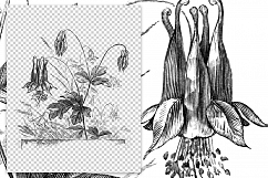 Columbine - Vintage Florals Product Image 2