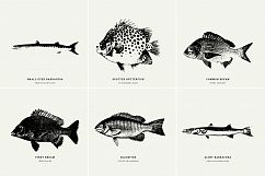 Premium Fishes Illustrations Product Image 8