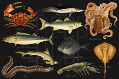 The Deep Sea Creature Illustrations Product Image 2