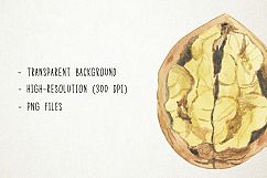 Watercolor Nuts Clipart, Nuts Clip Art, Pistachios Clipart Product Image 3