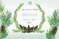 Evergreen. Watercolor clipart Product Image 4