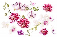 Hand Drawn Watercolor Orchids 2 Product Image 6