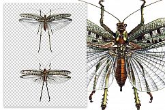 Grasshopper - Insects - Vintage Bugs Product Image 2