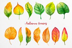 Fall collection. Watercolor. Product Image 4