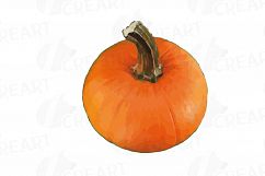 Watercolor pumpkin clip art pack, Pumpkin plant and flowers Product Image 25