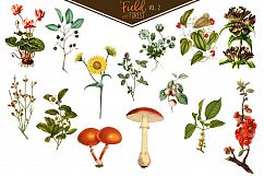Field &amp; Forest Vintage Botanical Graphics Vol. 2 Product Image 5