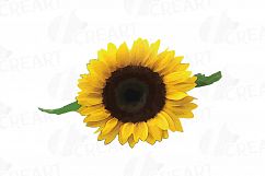 Sunflower watercolor clip art pack, watercolor sunflower design elements, floral PNG, jpg, svg, vector illustrator &amp; corel files included Product Image 8
