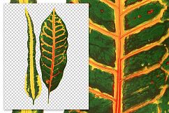 Leaves - Vintage Codiaeum Product Image 2