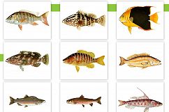 Entire Vintage Collection -Over 1000 Illustrations Product Image 26