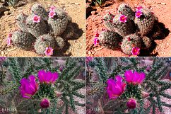 Desert Rose Lr Presets Product Image 5