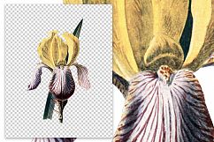 Florals - Vintage Yellow Iris Product Image 2