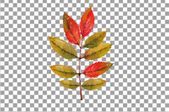 Autumn leafs watercolor clip art pack, watercolor fall frame Product Image 5