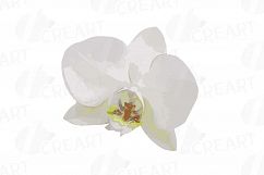 Watercolor white orchids clip art, Orchid leaves and flowers Product Image 9