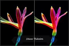 Incredible Flowers Profiles LR7.3 ACR10.3 Product Image 19
