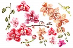Hand Drawn Watercolor Orchids 2 Product Image 4