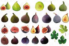 Watercolor Fig clip art pack,common fig leaves, fig fruit Product Image 3