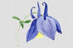 Flowers set PNG watercolor   Product Image 6