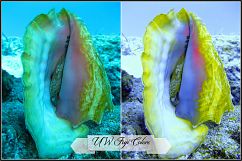 Underwater Fix Profiles for LR 7.3 &amp; ACR 10.3 Product Image 7