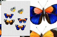 Butterfly - Insects - Vintage Bugs - Butterflies Product Image 2
