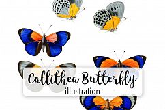 Butterfly - Insects - Vintage Bugs - Butterflies Product Image 1