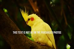 9 Beautiful Birds V2 Product Image 8