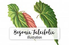 Leaves - Vintage Begonia Falcifolia Product Image 1