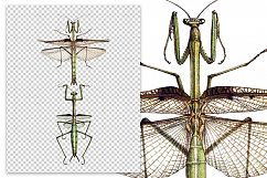 Mantis - Insects - Vintage Bugs Product Image 2