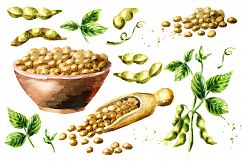 Soybeans &amp; soy products. Watercolor Product Image 2