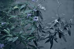 34 Nature background photo Product Image 3