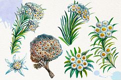 Watercolor Edelweis Product Image 3