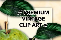 Fruit - Vintage Belle et Bonne Pear Product Image 3