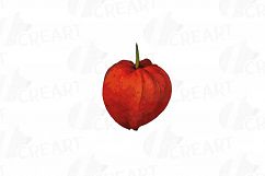 Watercolor Chinese Lantern clip art pack, Physalis alkekengi Product Image 6