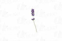 Lavender leaves and bouquets watercolor clip art pack, Lavender design elements. PNG, jpg, svg, vector illustrator&amp; corel files included Product Image 3